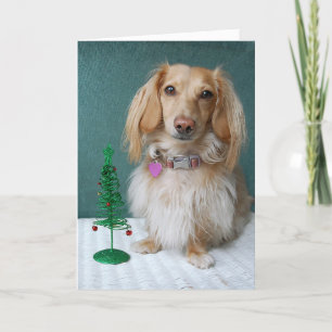 Longhaired dachshund sitting on a wicker table holiday card