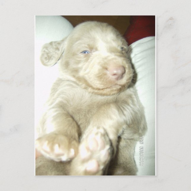 Longhaired Pup Weimaraner Postcard (Front)