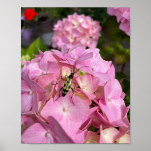 Longhorn beetle on pink Hydrangea Poster