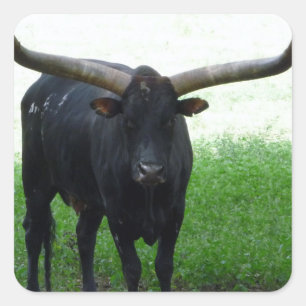 Longhorn Bull Sticker