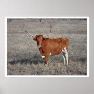 Longhorn Cow in Pasture Poster