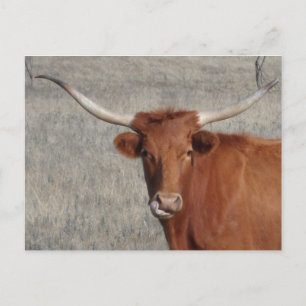 Longhorn Cow Licking Nose Postcard