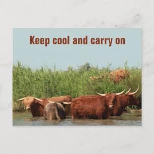 Longhorn cows keeping cool and carrying on postcard