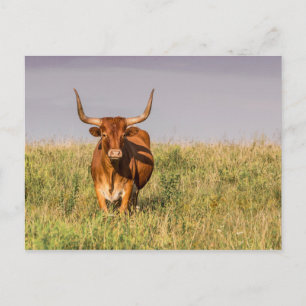 Longhorn debout dans une carte postale