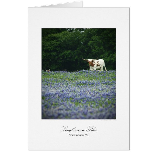 Longhorn in blue (Front)