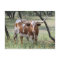 Longhorn