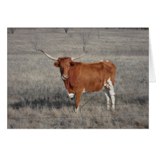 Longhorn Vache Licking Nose
