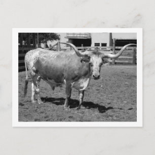 Longhorns are Friends, Not Food (B&W) Postcard