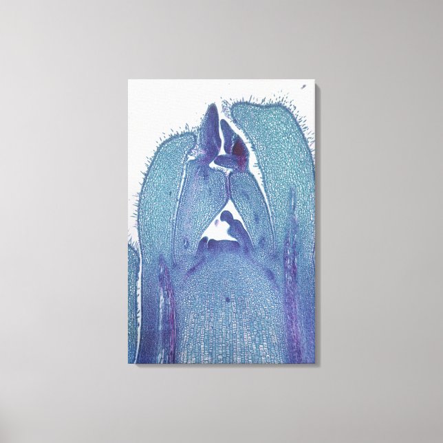 Longitudinal-section of a Maple (Acer) stem tip me Canvas Print (Front)