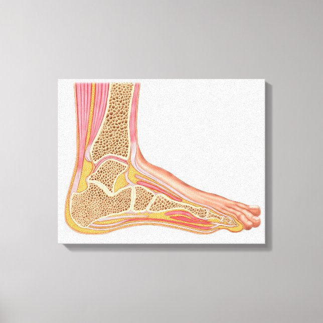 Longitudinal Section Of Human Foot Canvas Print (Front)