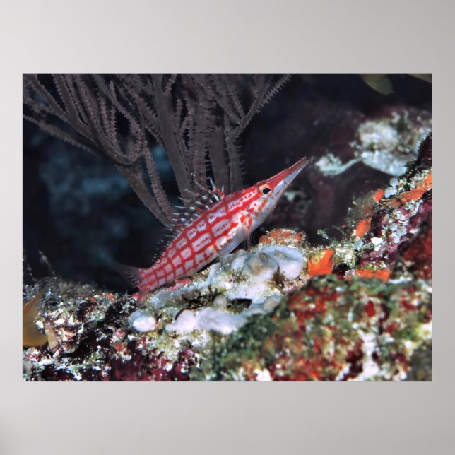 Longnose Hawkfish Poster (Front)