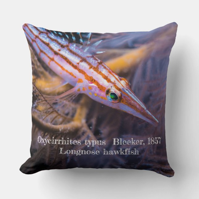 Longnose hawkfish throw pillow (Front)