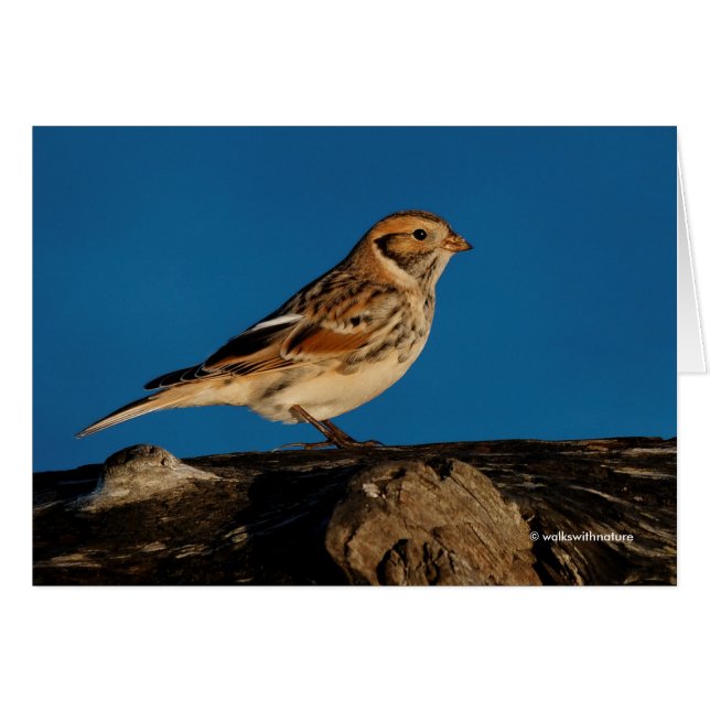 Longspur de la Laponie sur un journal éclairé (Devant horizontal)