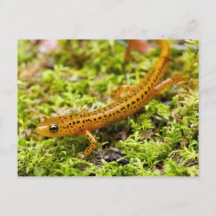 Longtail salamander postcard