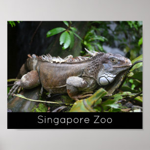 Look at Me Lizard Singapore Zoo Holiday Poster