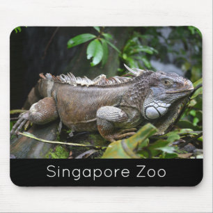 Look at Me Lizard Singapore Zoo Mouse Pad