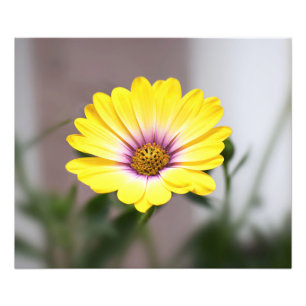Look at Me Photo Print