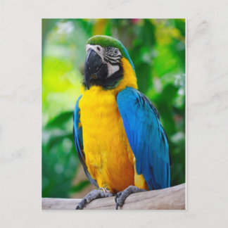 Look at me postcard
