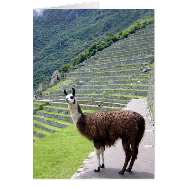 look machu llama (Devant)