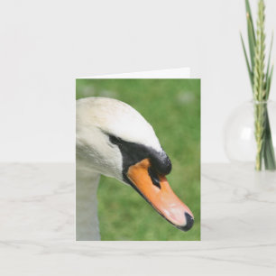 Look Of Kings Swan Nature Photography Note Card