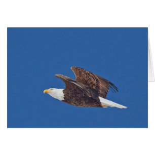 Look Up, Bald Eagle