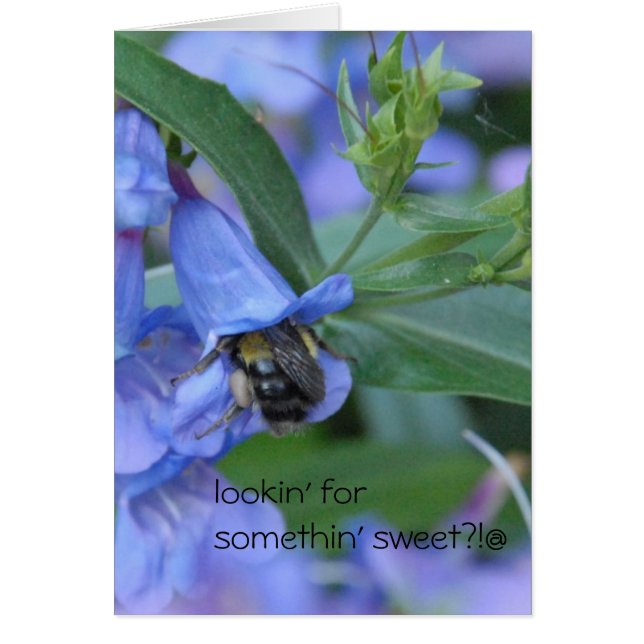 lookin' for somethin' sweet?? (Front)