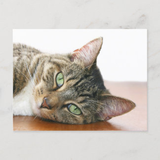 Looking at you cat postcard