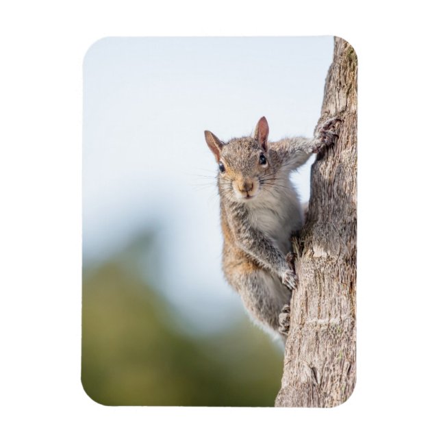 Looking at You! Squirrel Magnet (Vertical)