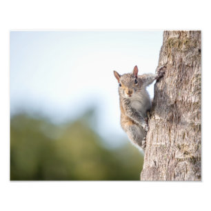 Looking at You! Squirrel Photo Prints