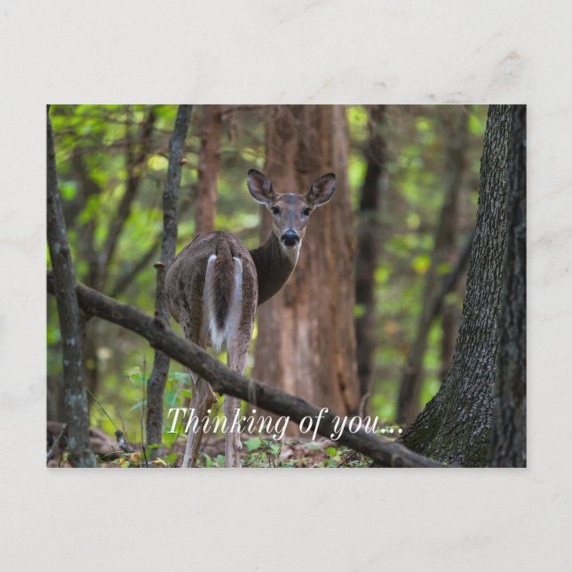 Looking Back Painterly Postcard (Front)