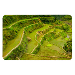 Looking Down On Rice Fields Magnet