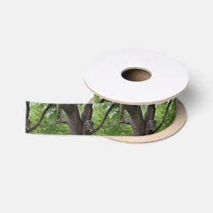 Looking for a Bite to Eat Satin Ribbon