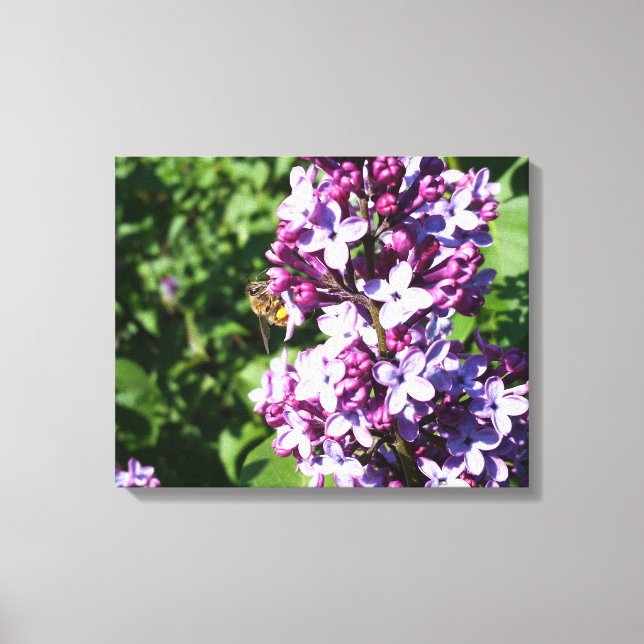 Looking for Nector and Pollen Honey Bee and Lilac Canvas Print (Front)