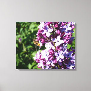 Looking for Nector and Pollen Honey Bee and Lilac Canvas Print
