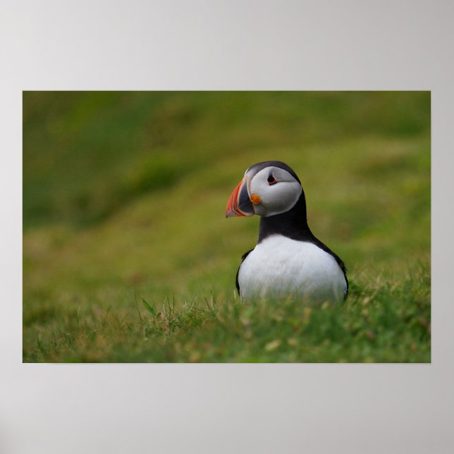 Looking for the Burrow Puffin Poster (Front)