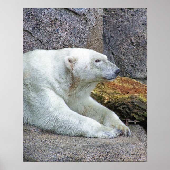 Looking North Poster (Front)