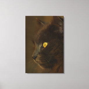 Looking Out Canvas Print