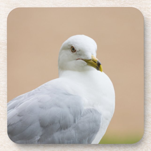 Looking Out Coaster (Front)