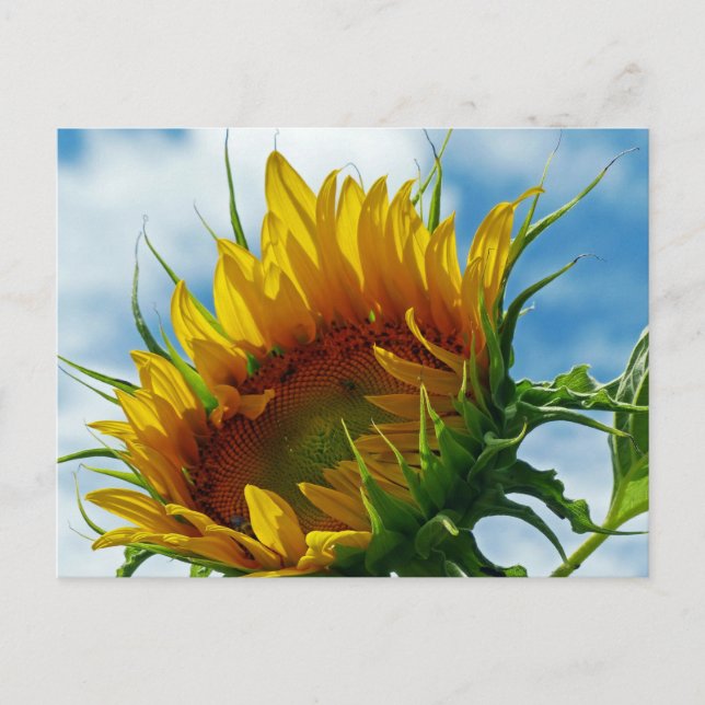 Looking Towards the Sun Postcard (Front)