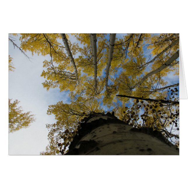 Looking up an Aspen Trunk (Front Horizontal)
