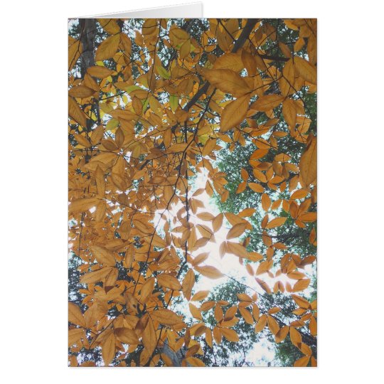 Looking up at Autumn Leaves Card