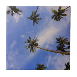 Looking up at beautiful palm trees blue sky tile