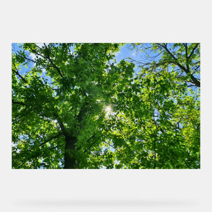 Looking Up at Green Leaves and Blue Sky - Romania Acrylic Sign
