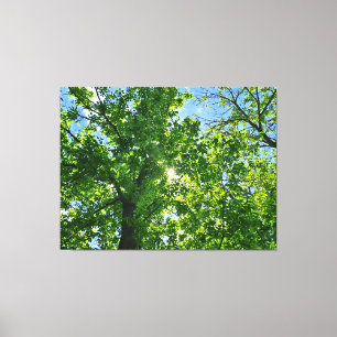 Looking Up at Green Leaves and Blue Sky - Romania Canvas Print