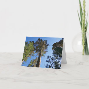 Looking Up at Mariposa Grove Note Card