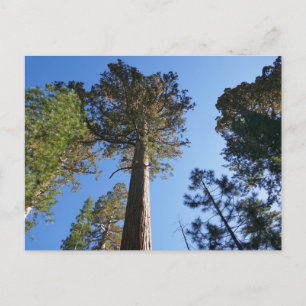 Looking Up at Mariposa Grove Postcard
