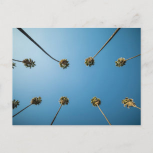 Looking Up At Palm Trees (Altadena, CA) Postcard