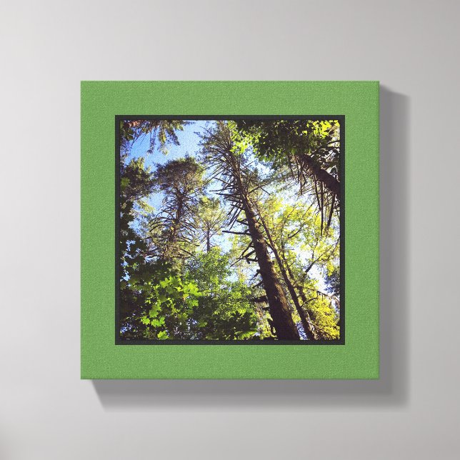 Looking up at the Trees Canvas Print (Front)