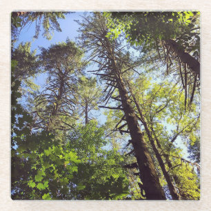 Looking up at the Trees Glass Coaster