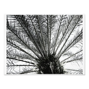 Looking Up // Black and White Florida Palm  Photo Print